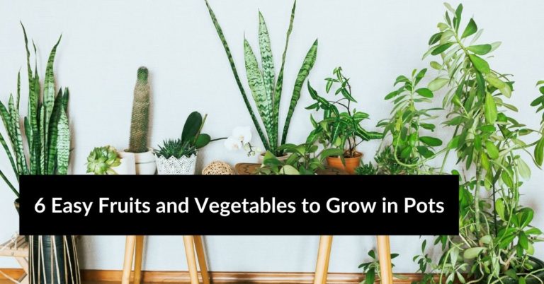 6 Easy Fruits and Vegetables to Grow in Pots