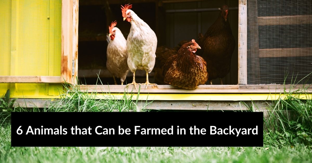 Animals that Can be Farmed in the Backyard