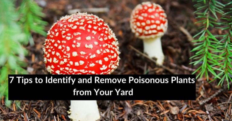 7 Quick Tips To Identify And Remove Poisonous Plants From Your Yard
