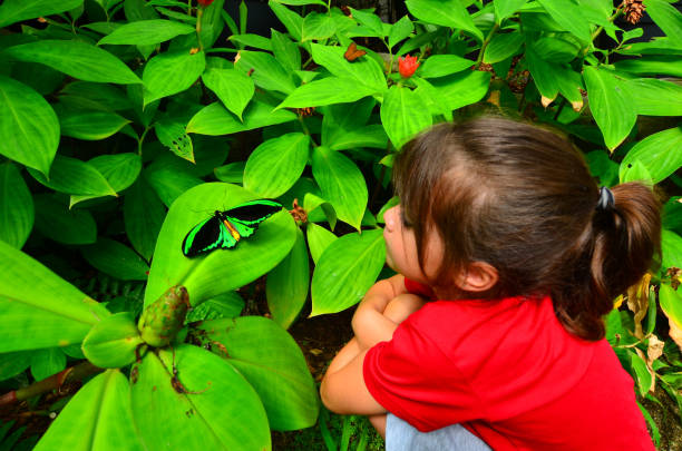 A Butterfly Garden