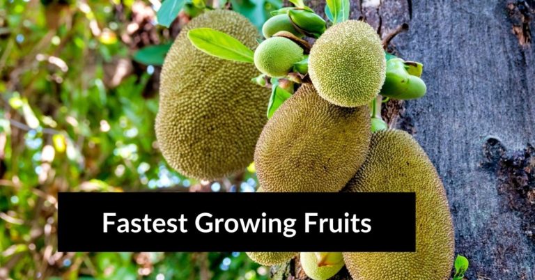 Fastest Growing Fruits jackfruit plants