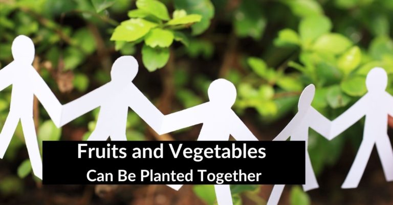 Fruits and Vegetables Can Be Planted Together