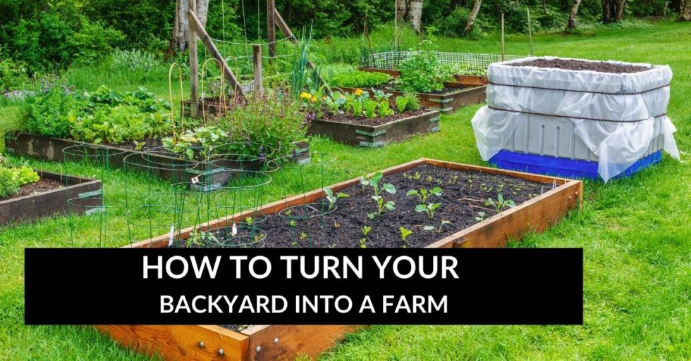 HOW TO TURN YOUR BACKYARD INTO A FARM Yard A Z