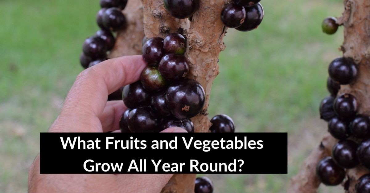 Fruits and Vegetables Grow All Year Round