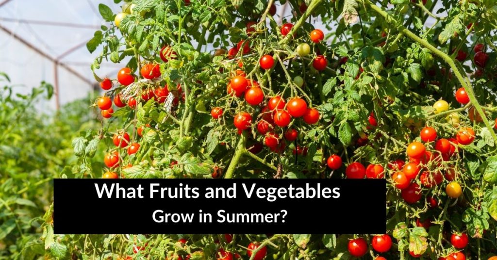6 Easy Fruits And Vegetables To Grow In Pots | Yard A - Z