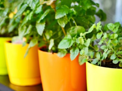 6 Easy Fruits and Vegetables to Grow in Pots