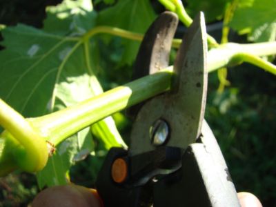 7 Gardening Tools for Kids