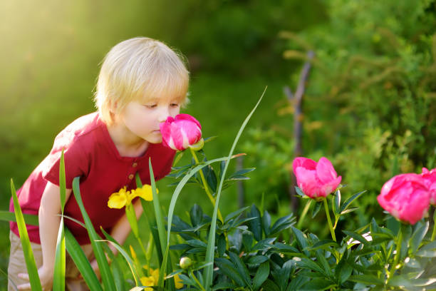 Peonies