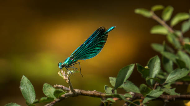 A Lot of Dragonflies in My Yard