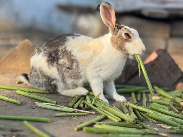 Can I Kill Rabbits in My Yard?