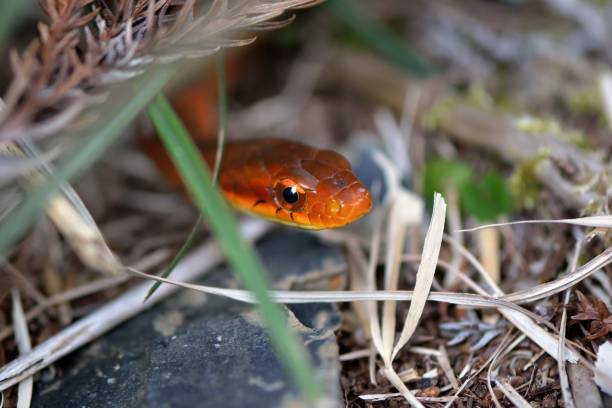 Copperhead Snakes Out of Your Yard