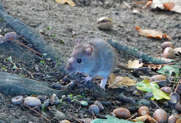 Get Acorns Out of Your Yard