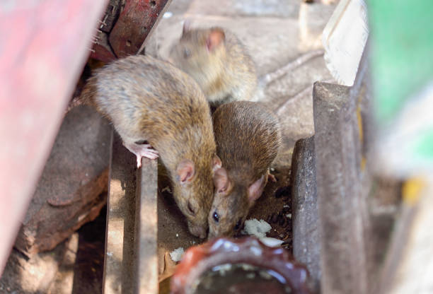 Get Rid of Pack Rats in the Yard