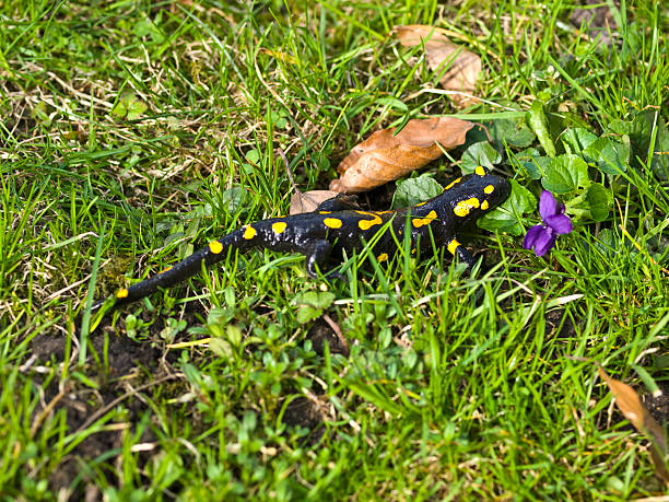 Get Rid of Salamanders in the Yard