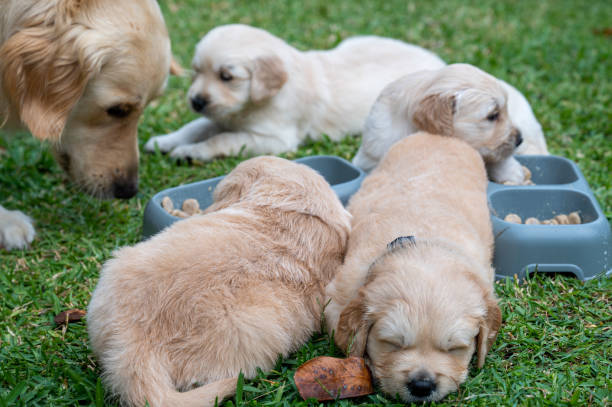 dog grass in yard