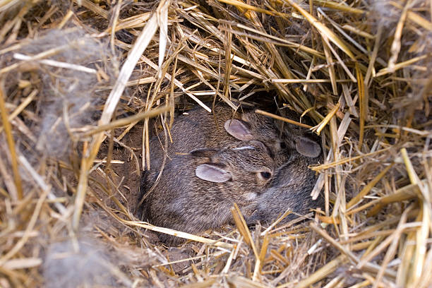 How to Protect Bunny Nests in Your Yard