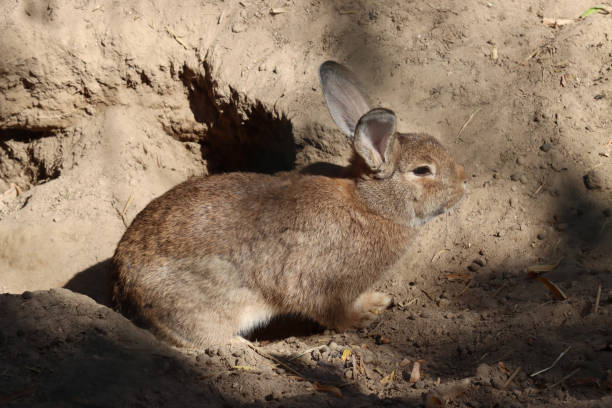 How to Trap A Bunny In Your Yard