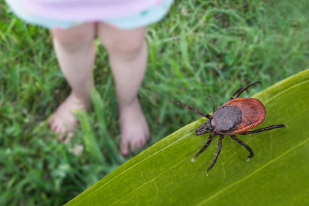 Keep Bugs Out of Your Yard