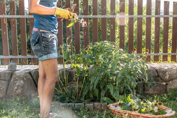 How to Keep Neighbors’ Weeds Out of My Yard