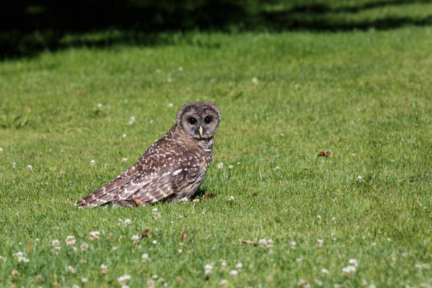 Keep Owls out of Your Yard