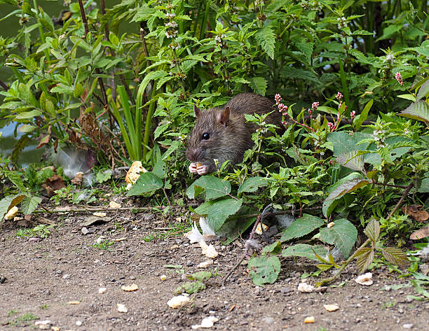 Keep Rats Out of My Yard