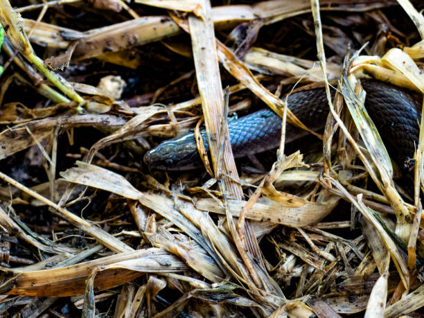 Keep Snakes Out of Your Yard in Texas