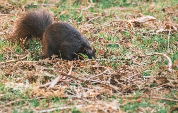 Keep Squirrels from Digging in Yard