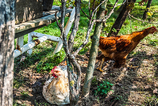 How to Keep Neighbors'Chicken Out of Your Yard