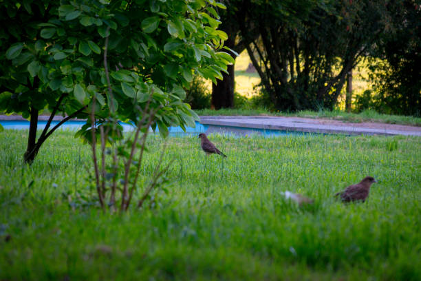 Make Your Yard a Certified Wildlife Habitat