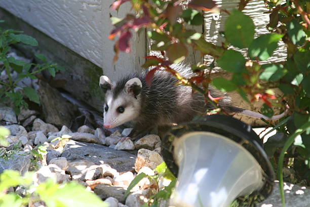 Possums Dig Up Your Yard