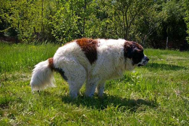 Prevent Neighbors' Dog from Pooping in My Yard