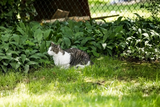 Train Your Cat to Stay in Your Yard