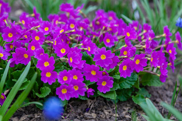 What are the Little Purple Flowers in My Yard?