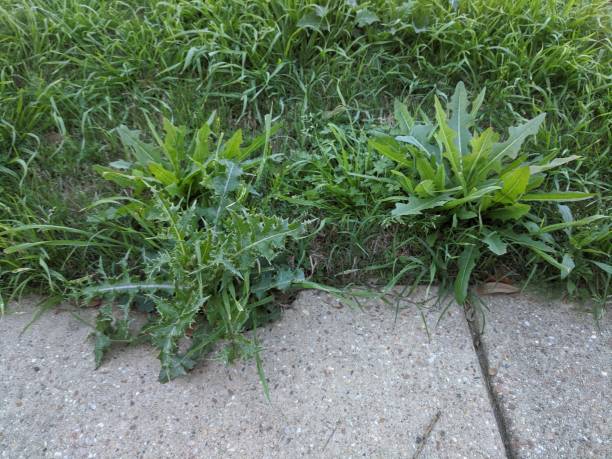 Why Does My Yard Have So Many Weeds?