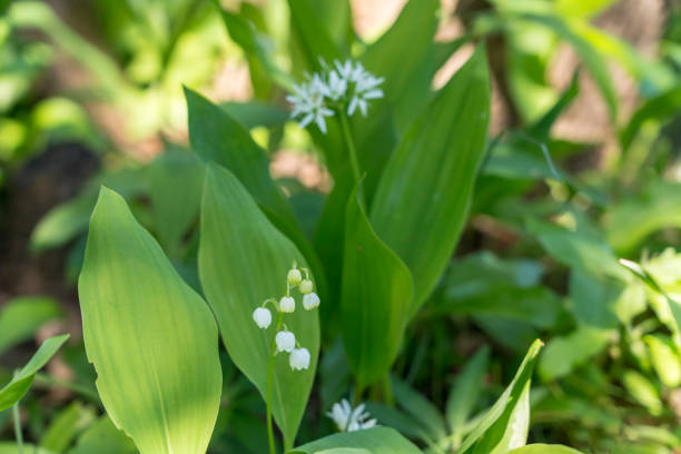 Wild Onions in Yard Edible