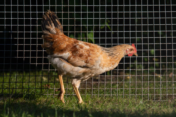 Will Chickens Stay in a Fenced Yard?