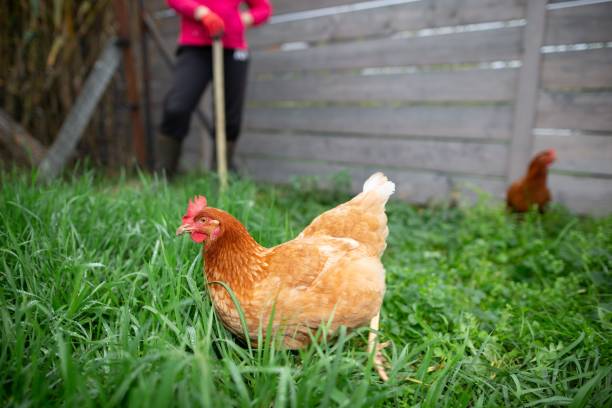 How to Keep Chicken Out of Yard?