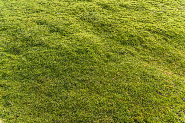 Why Is My Yard So Bumpy? Understanding the Causes and Solutions