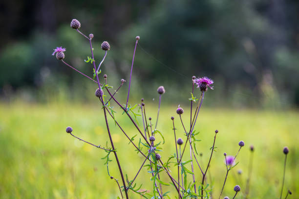 What Is the Purple Flowering Weed in My Yard?