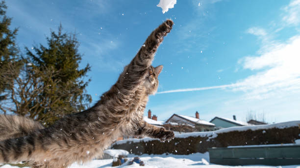 How to Deter Bobcats from your yard