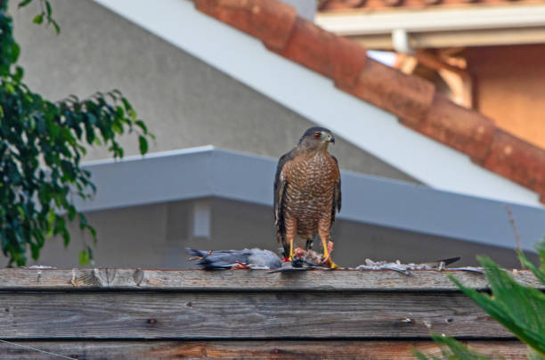 How to attract hawks from your yard