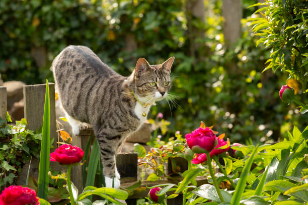 How to Attracks cats to youyr yard