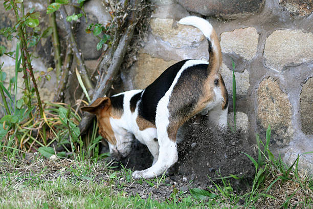 How to Fill Holes in Yard from Dog