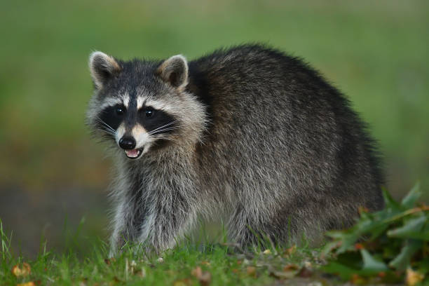 How to deter Racoons from pooping in your yard