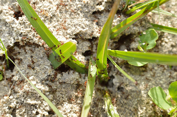 Closeup of a fire ant hill with ants working busily.