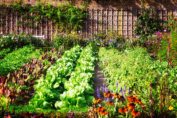 Difference Between a Yard and a Garden