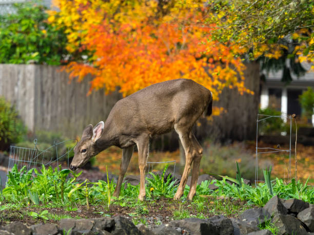 How to attract deer to your yard