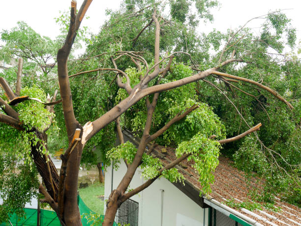 What to do when a tree fall in your yard?