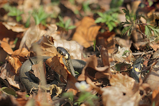 Two Grass Snakes – Natrix Natrix