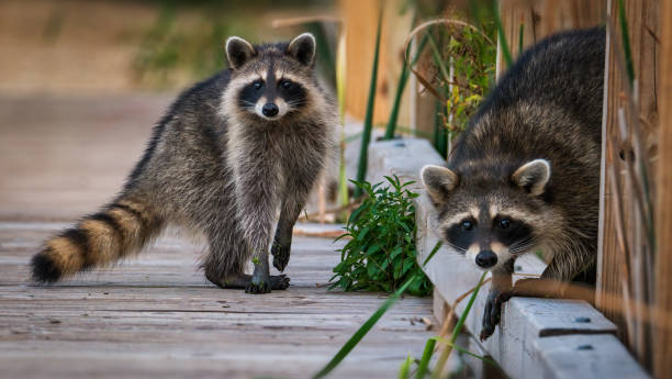 What Attracts Racoons to Your Yard